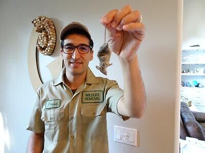 Albuquerque pest control