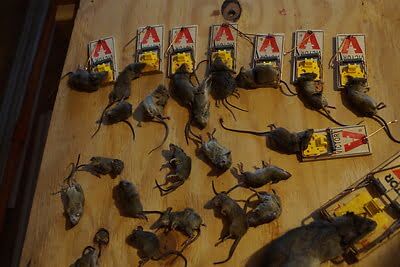 mouse trapping