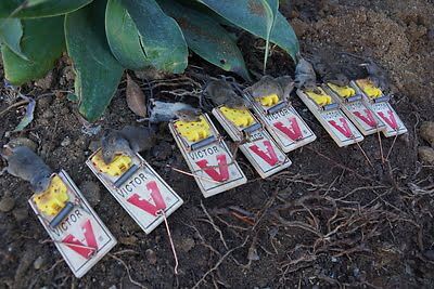 rodent trapping